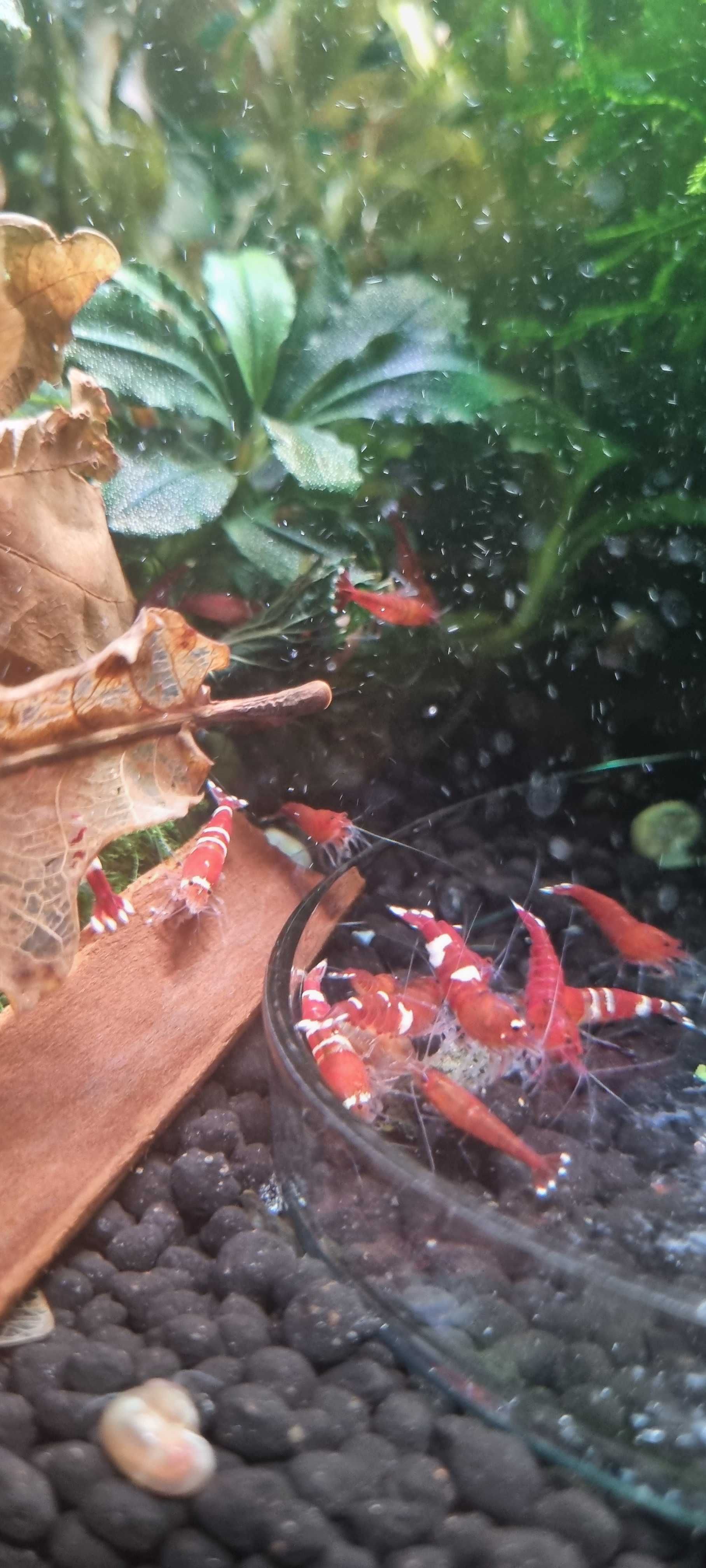 Krewetki caridina mix