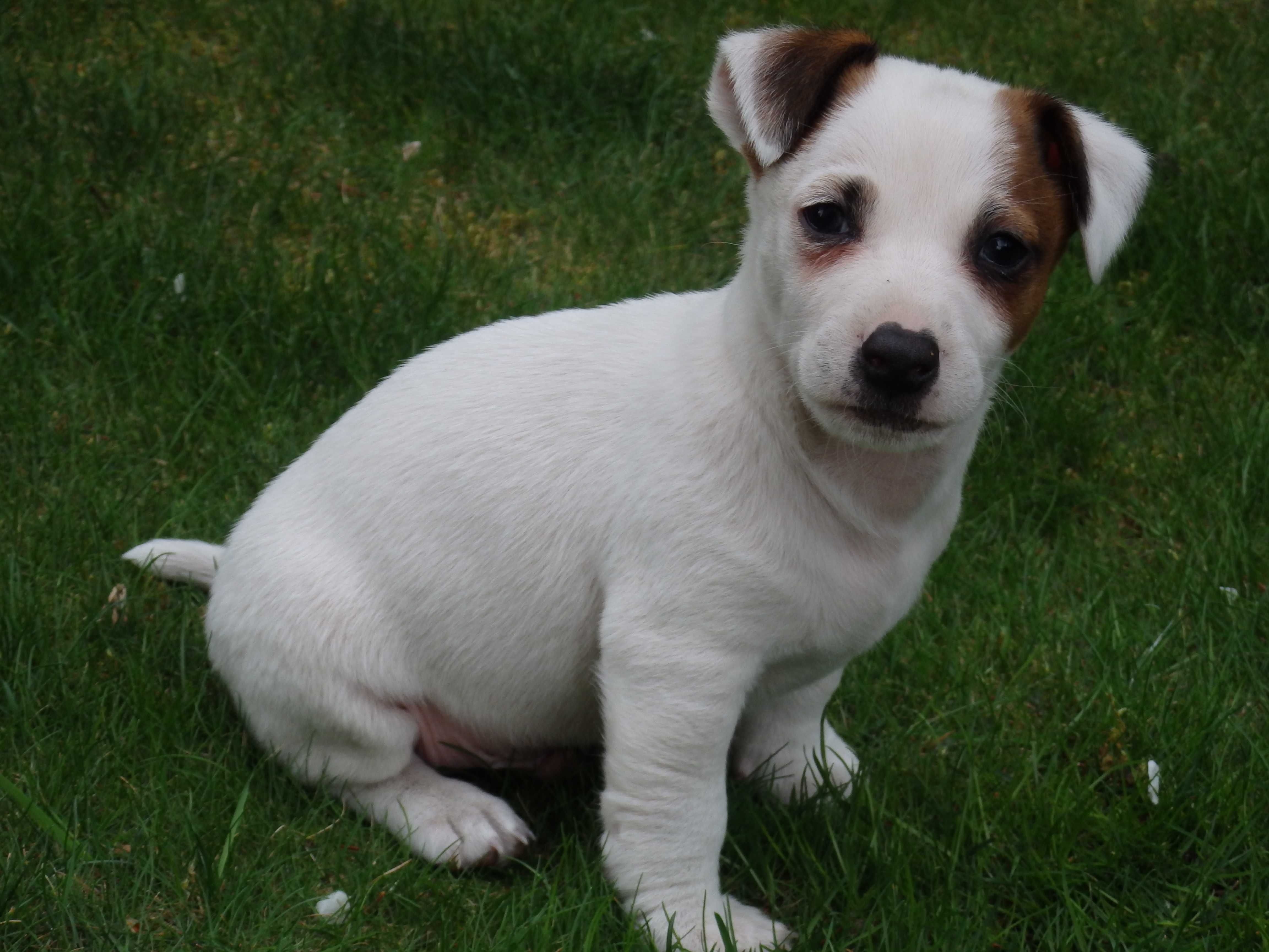 Jack Russell Terrier # BOBER Smartie Jacks # unique MALE Jack Russell