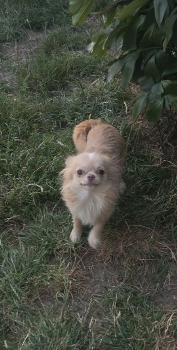 Chihuahua malutki samczyk długowłosy FCI