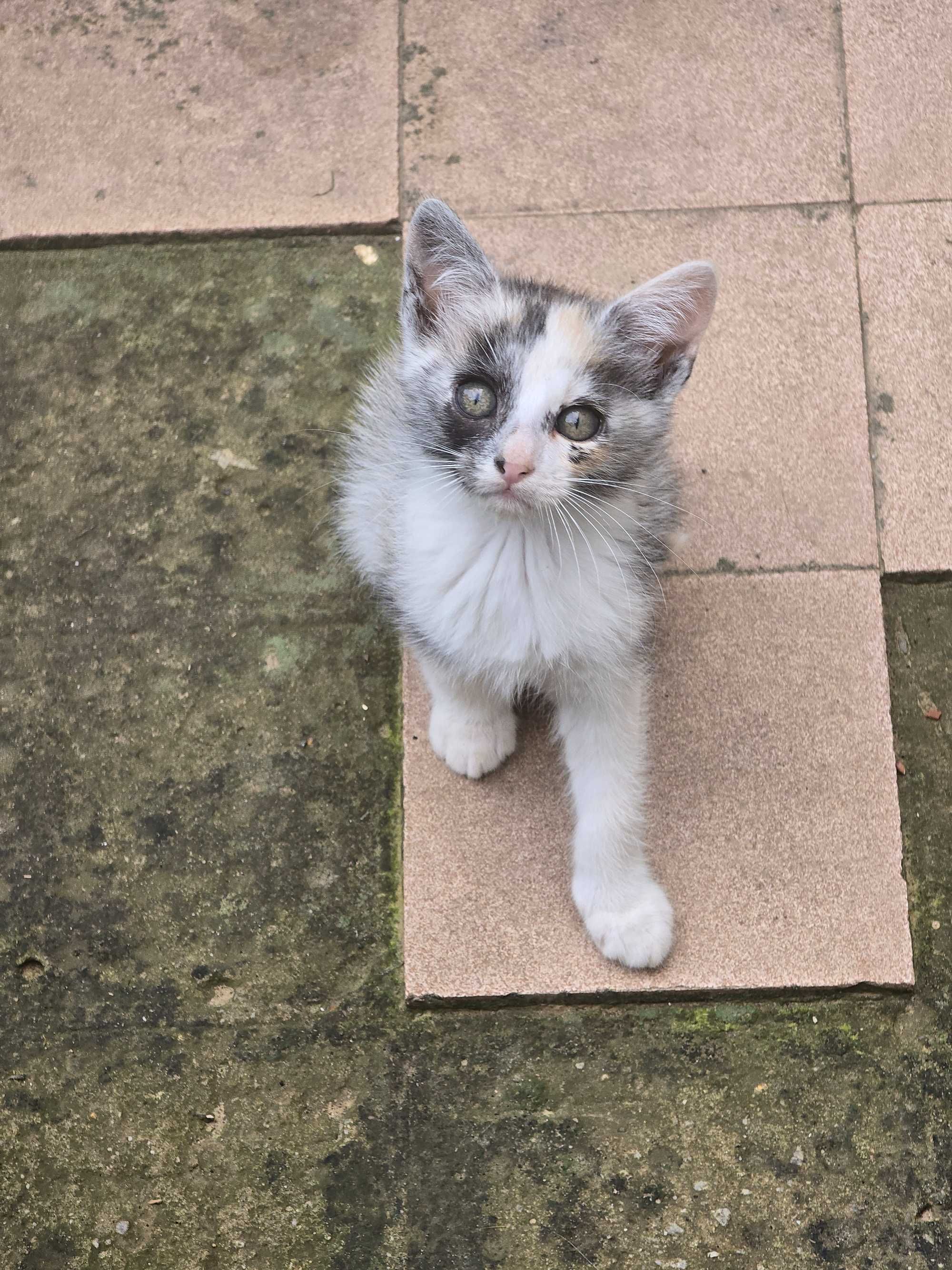 Кошенята 2 місяці