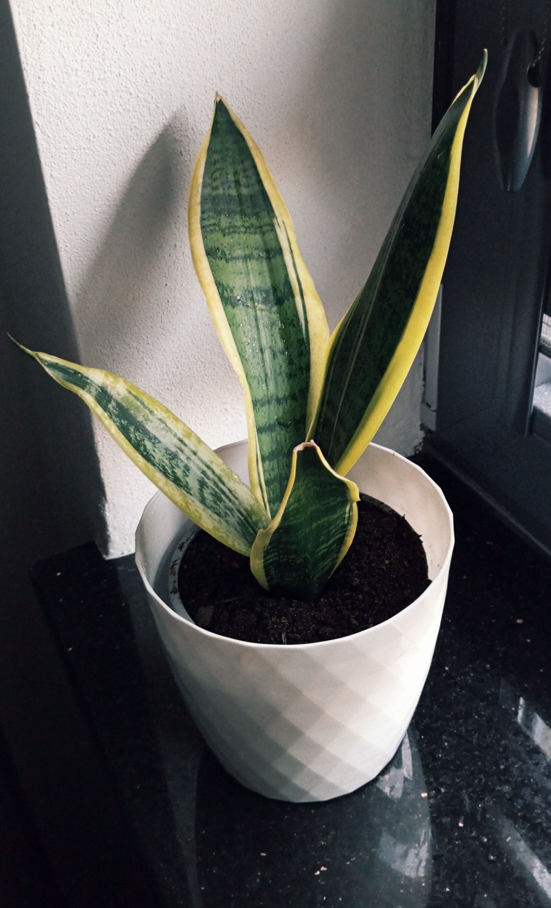 Kwiat doniczkowy sansevieria