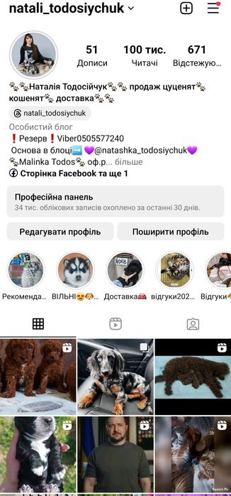 Красуня Алель тойпудель