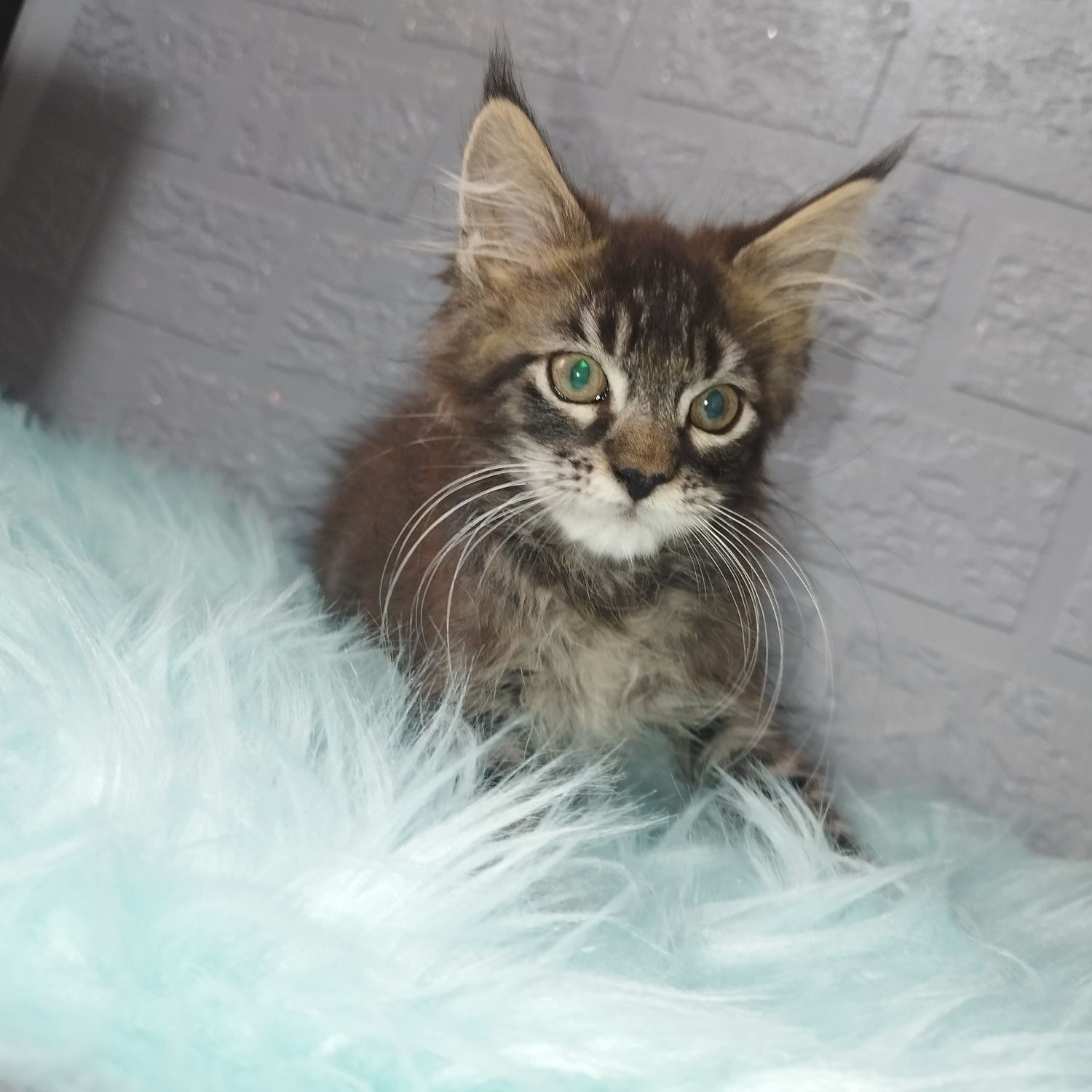 Maine Coon kocurek