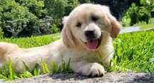 Golden Retriever com LOP e Afixo