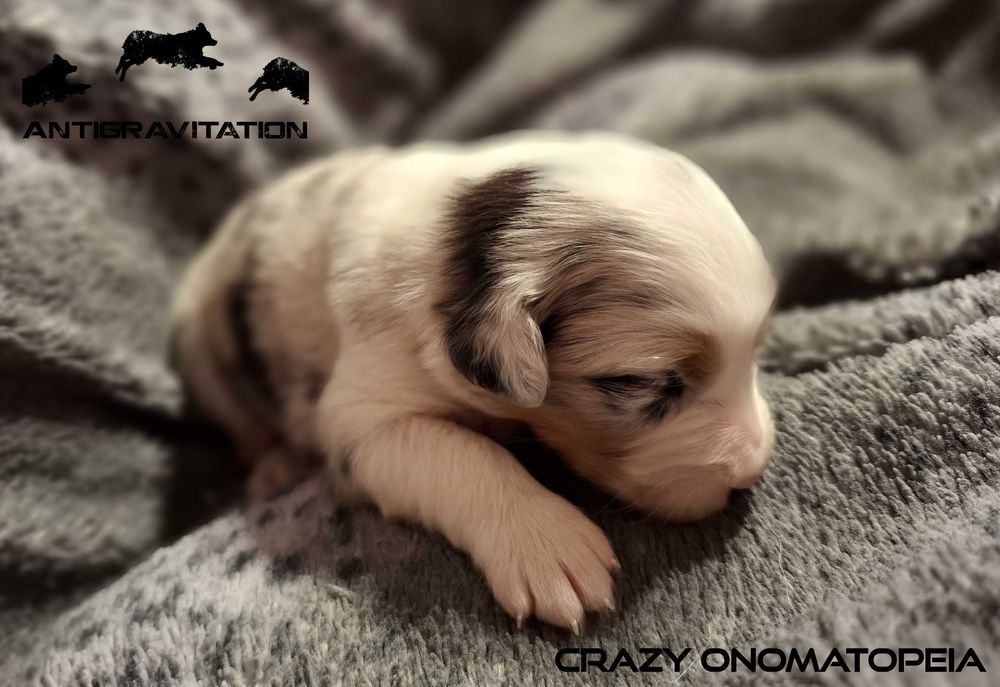 Owczarek australijski typ amerykański suczka blue merle