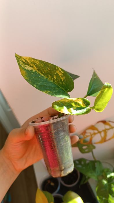 Епіпремнум золотистий