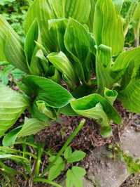 Hosta zielona - karpa