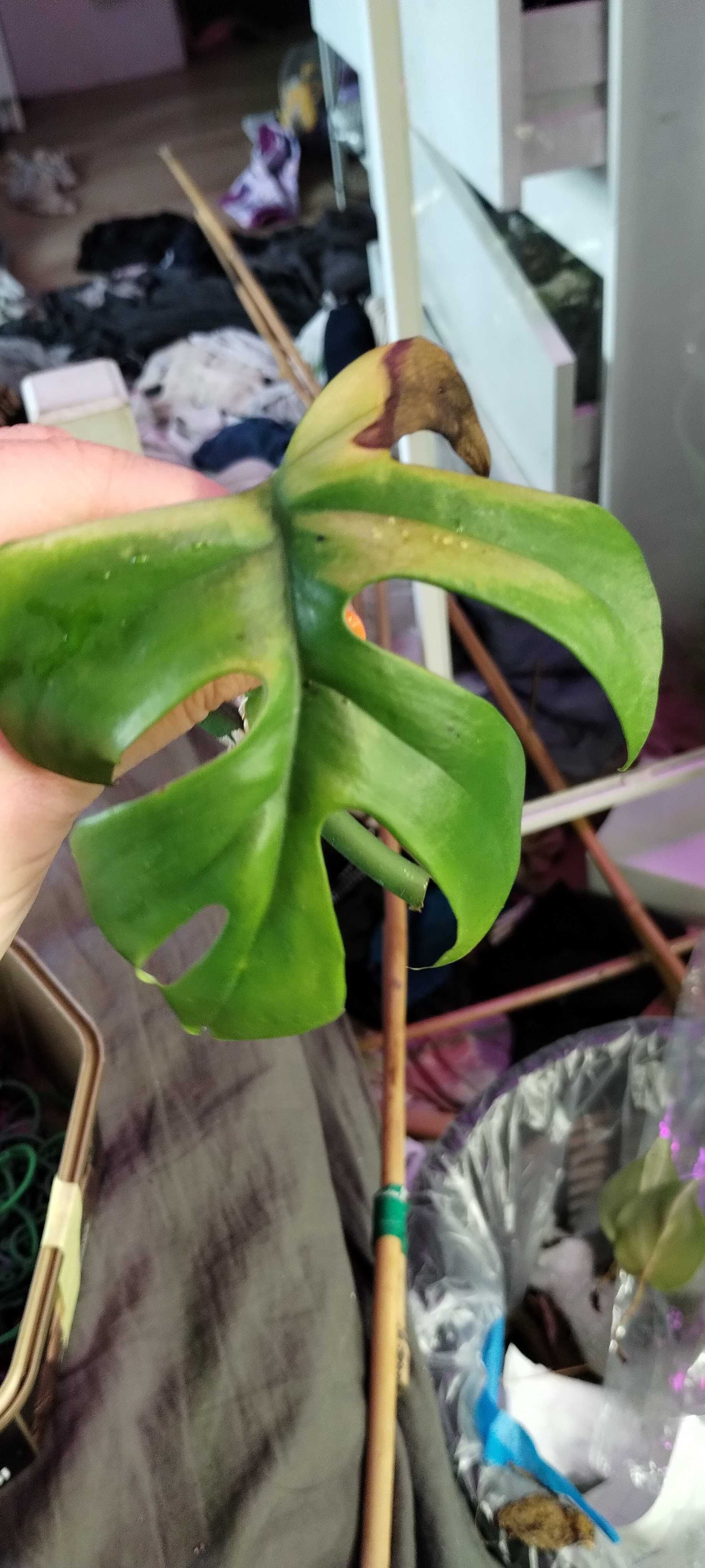 raphidophora tetrasperma/monstera piccolo/minima