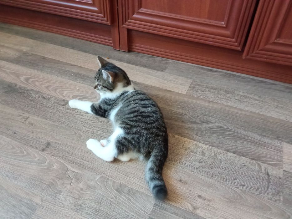 Кошеня безкоштовно