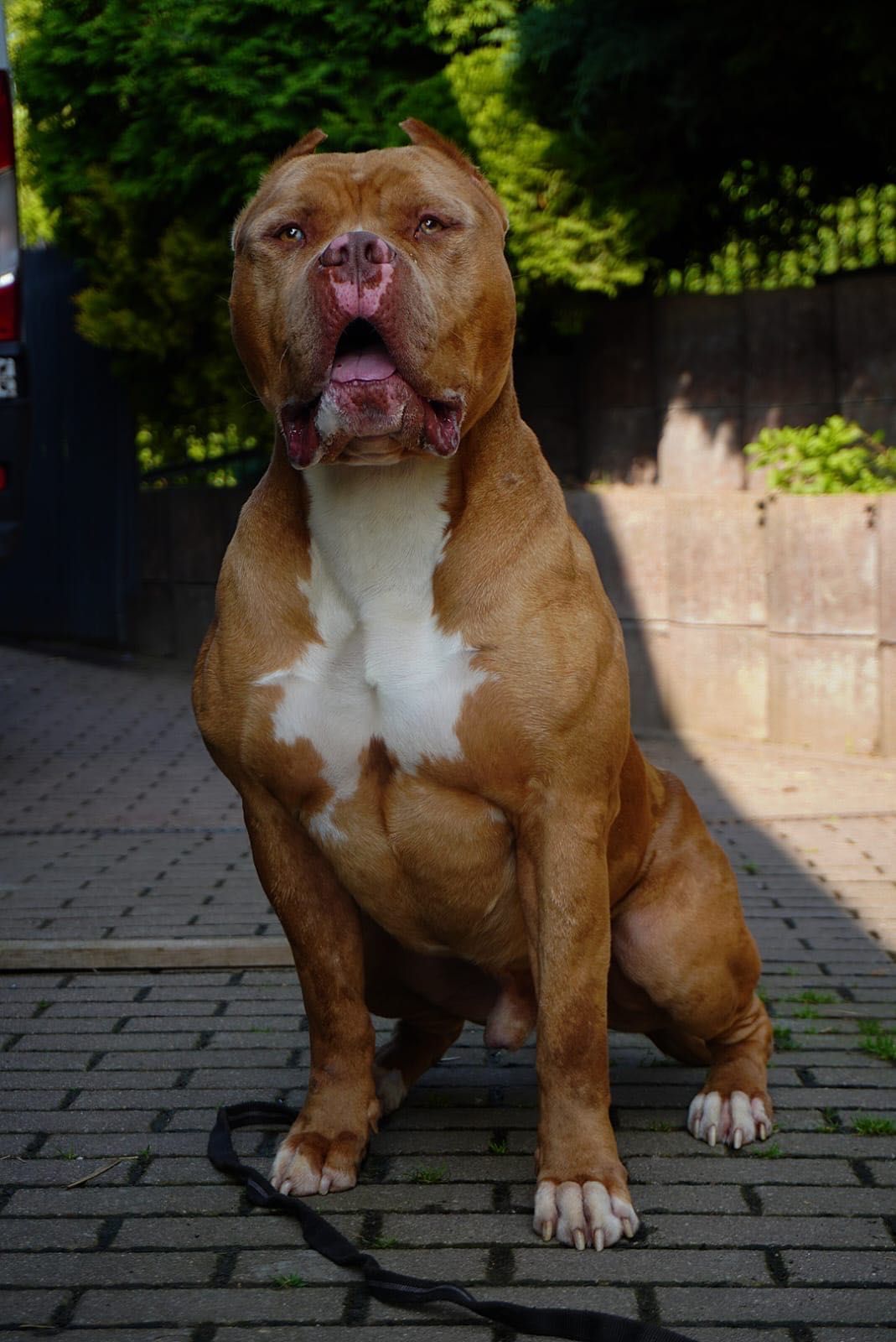 Zapowiedź miotu American Bully XL