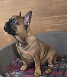 Bulldog francês  exotico femea