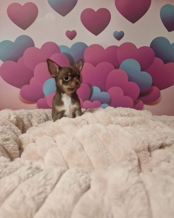 Czekoladowy chłopczyk chihuahua