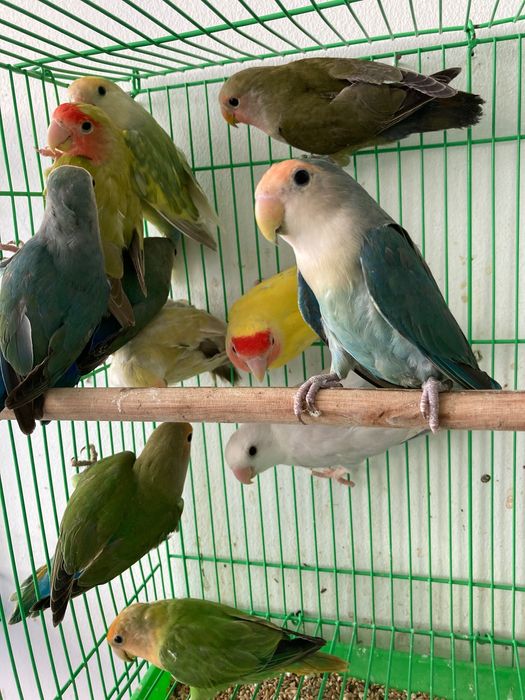 Roseicollis Loja Profissional