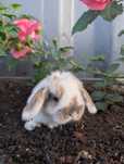 Mini lop, baranek miniaturka, metryka
