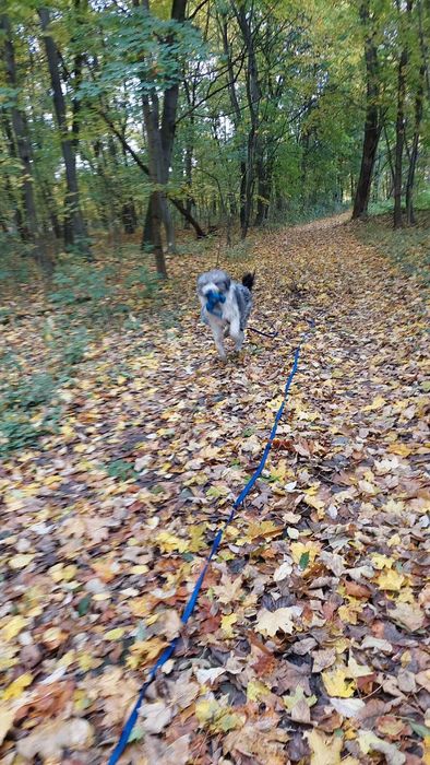 Ozi – młody, mądry pies w typie PON-a szuka odpowiedzialnego domu