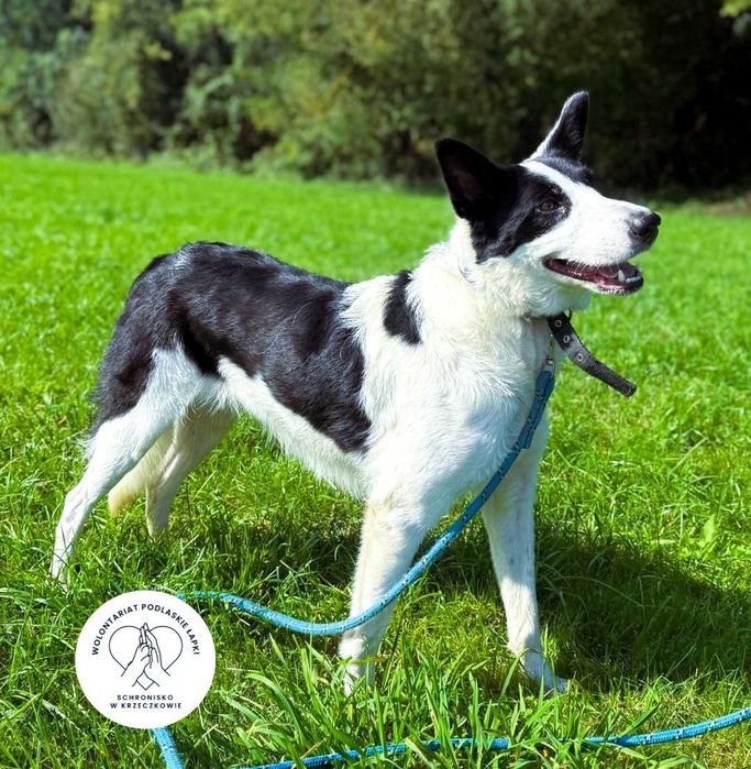 Cudowny Bati ze schroniska szuka domu !