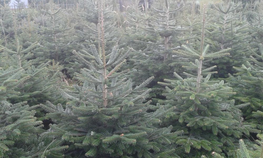 Choinki Żywe Jodła kaukaska hurt--detal