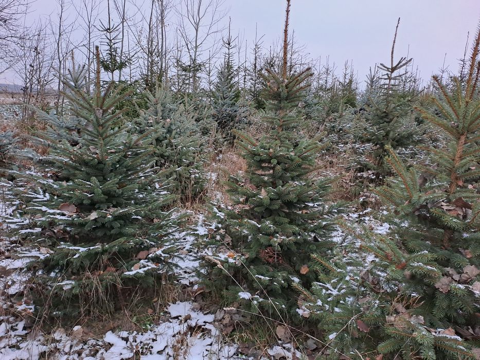 Choinki choinki choinki