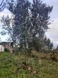 Oliveiras grandes