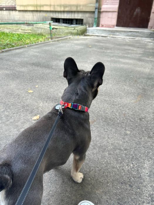 Вязка французский бульдог