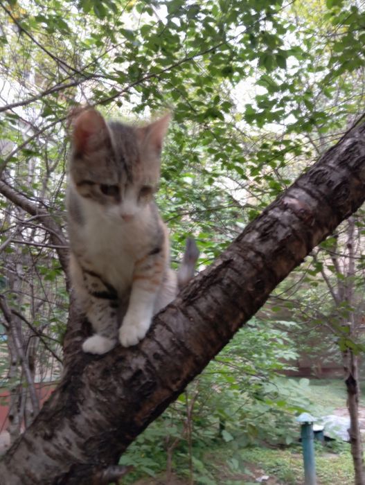 Віддам кошенят в хороші руки