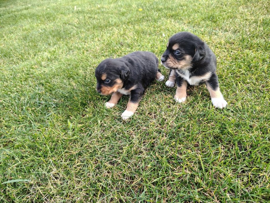 Oddam za darmo 2 suczki Beagle.