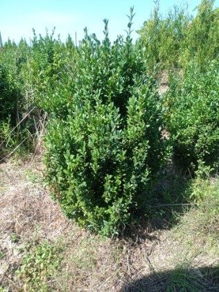 Thuja tuja Aureospicata złotokończysta, Brabant, Szmaragd, Tuja skrętn