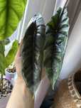 Alokazja Venusta alocasia