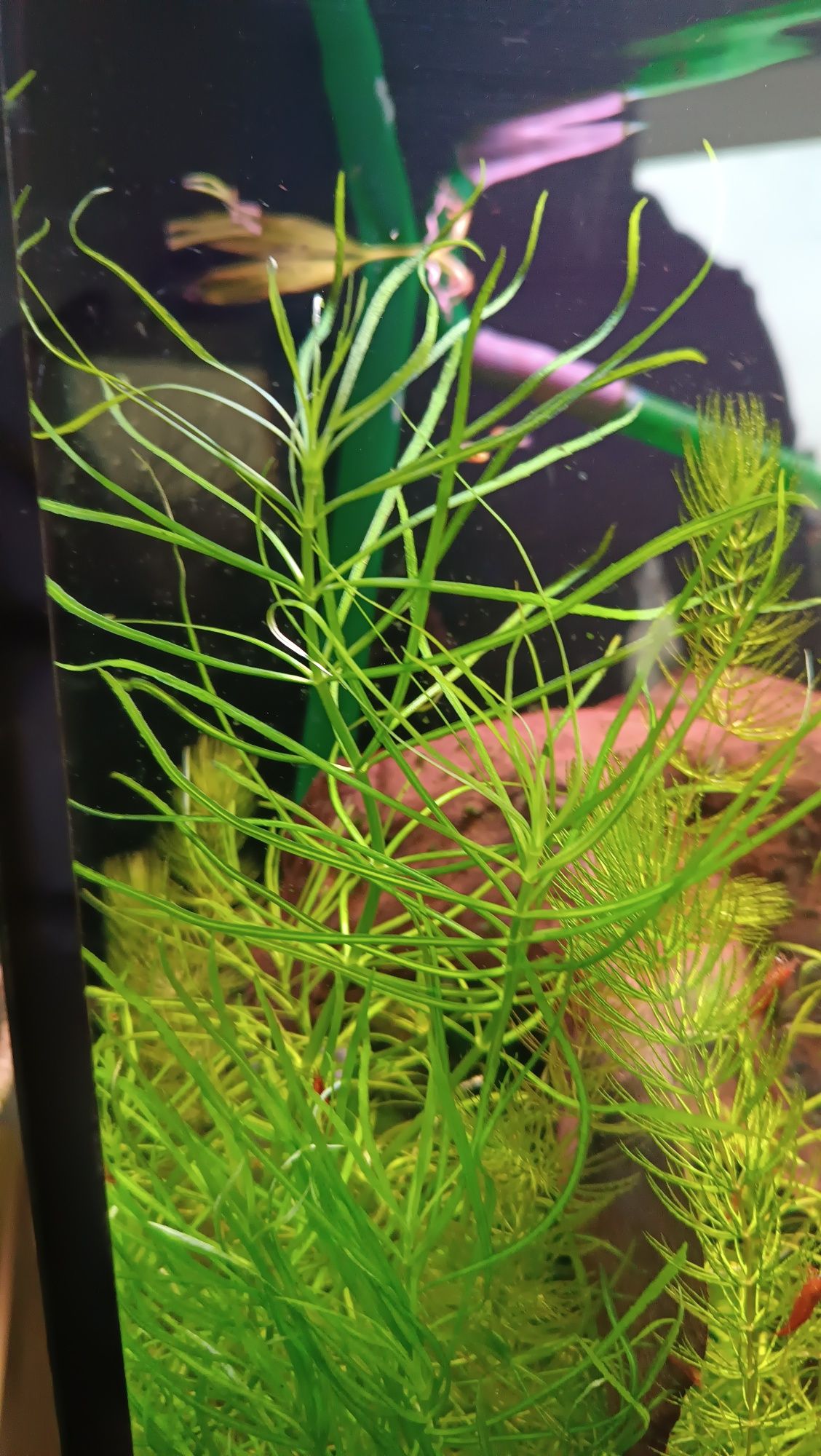Roślina akwariowa Pogostemon Stellatus "Octopus"