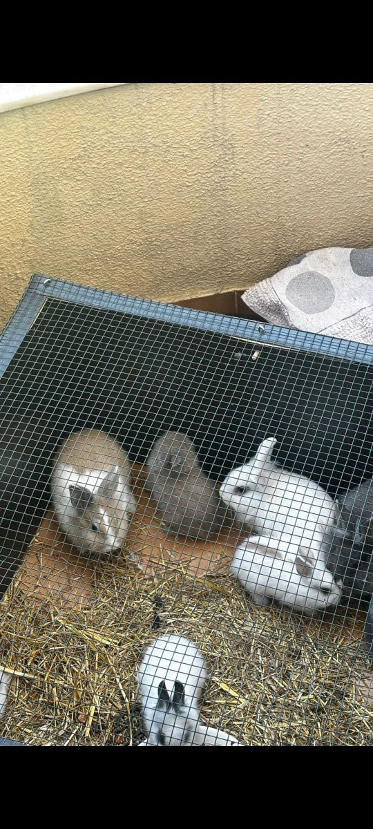 Animais de estimação-coelhos
