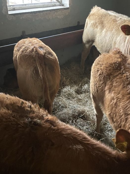 Byczki odsadki scharolez limuze blonde