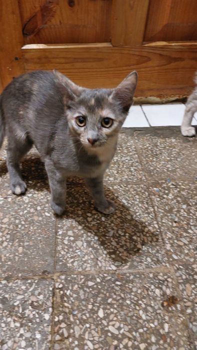 Кошенята в добрі руки