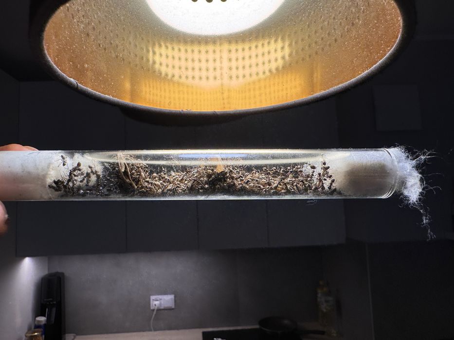 Formica fusca 2 królowe + 500 robotnic mrówki