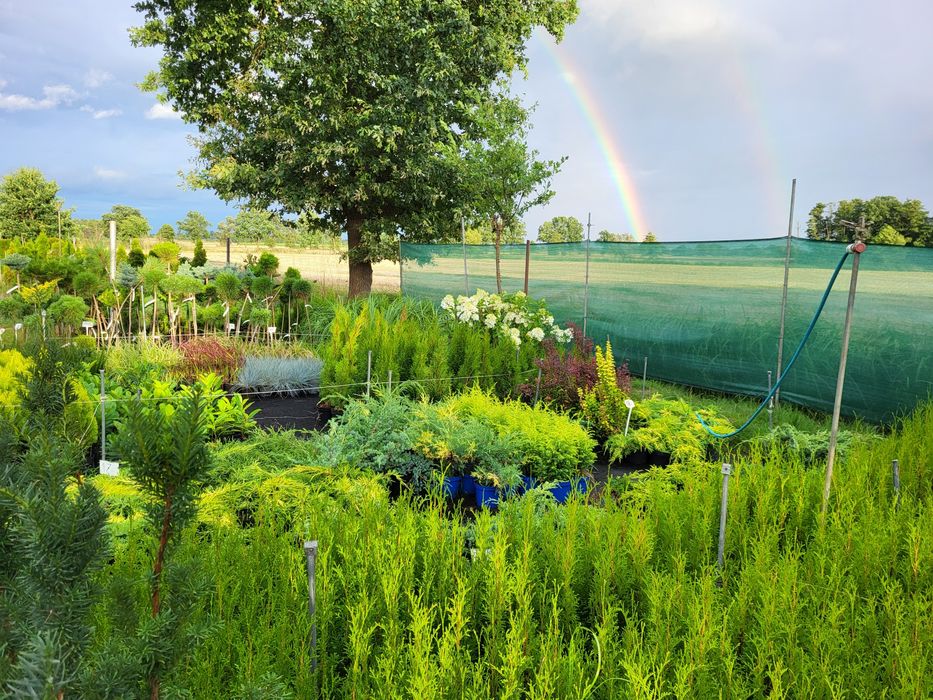 Tuje szmaragd, tuja Jesienna Promocja 40-50cm po 6zł za sztukę