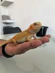 Agama brodata piekna orange