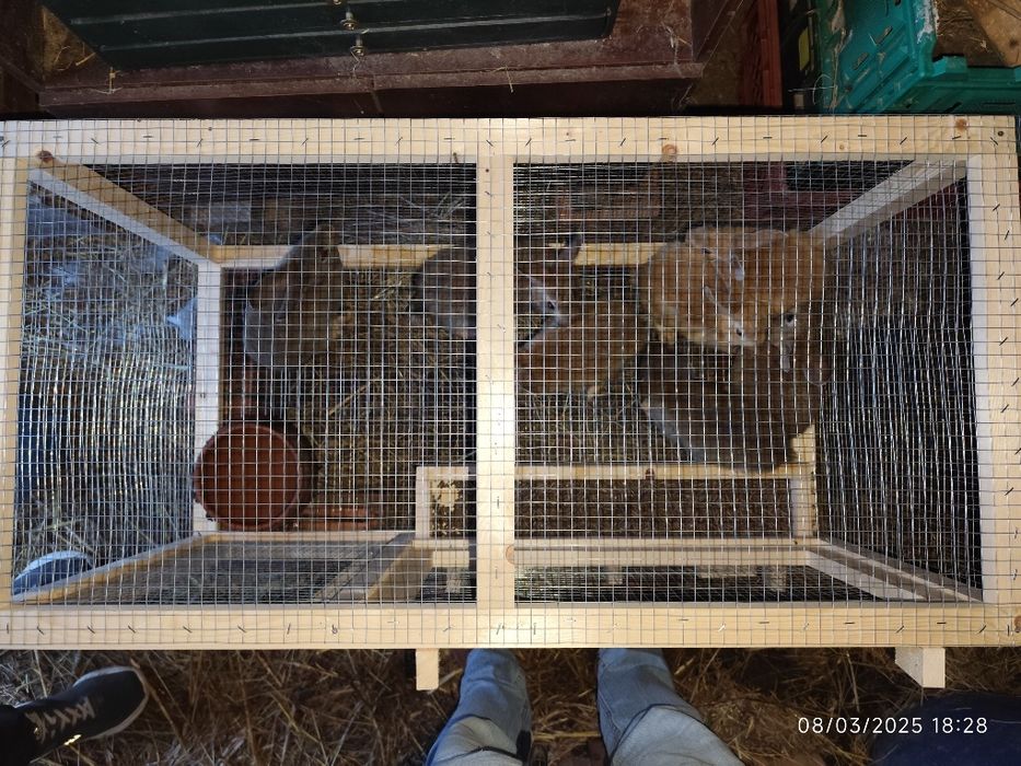 Gaiolas para coelhos encomenda
