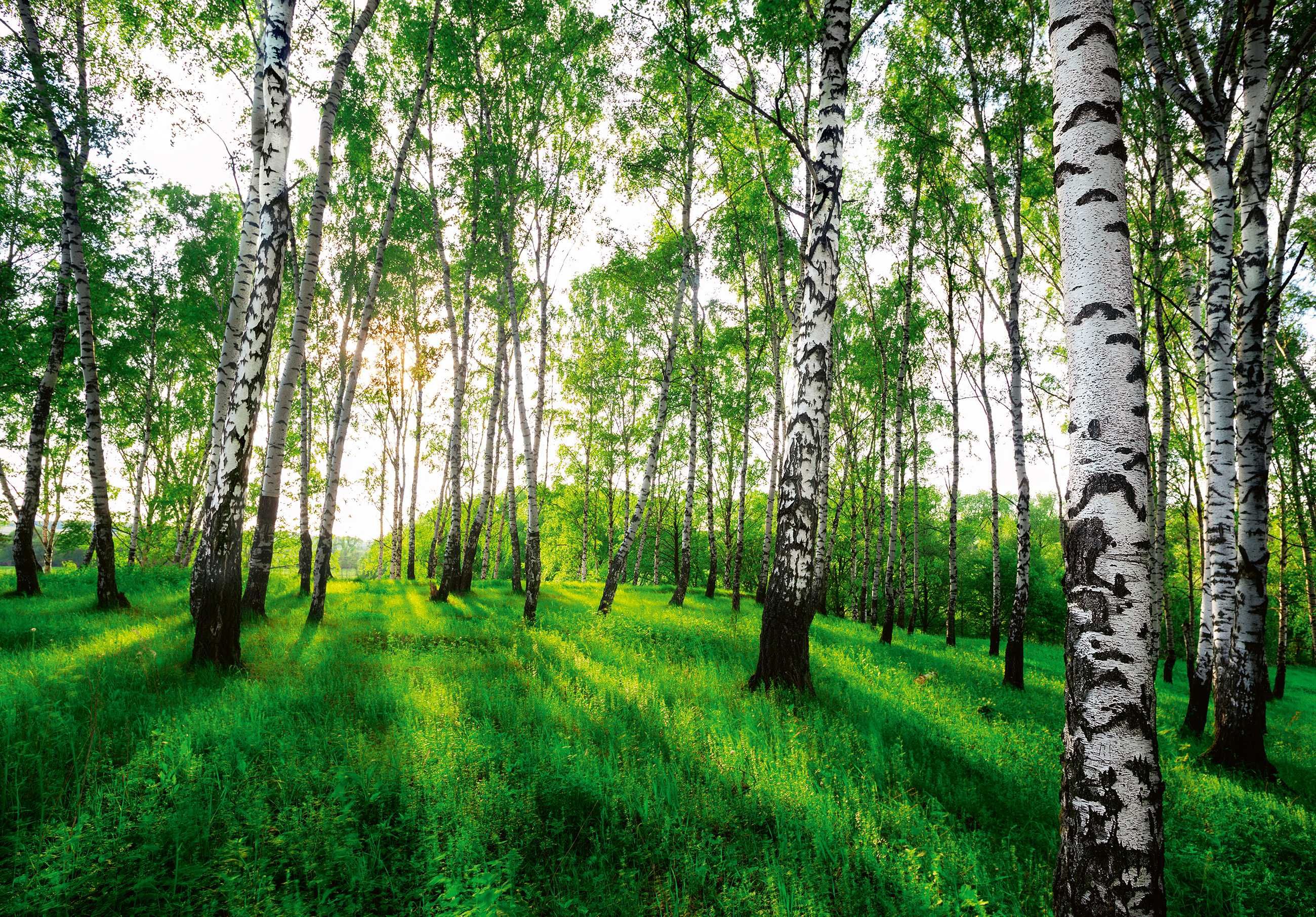 Fototapeta Las Brzozowy Natura Widok 3D Na Twój Własny Rozmiar + KLEJ
