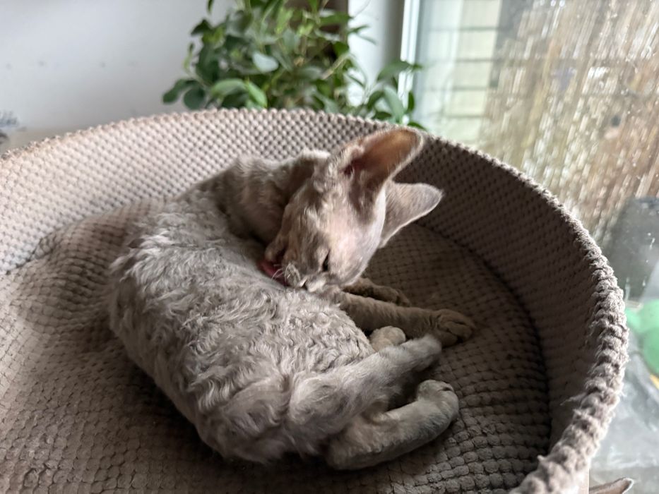 Dziewczynka Devon Rex niebieska