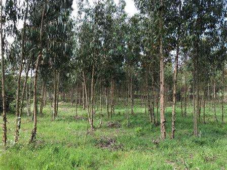 Vendo Terreno com 1.5 hectares