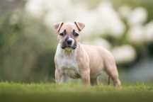 American Staffordshire terrier Amstaff ZKwP FCI