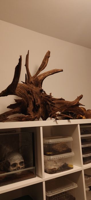 Korzeń XXL do akwarium lub terrarium