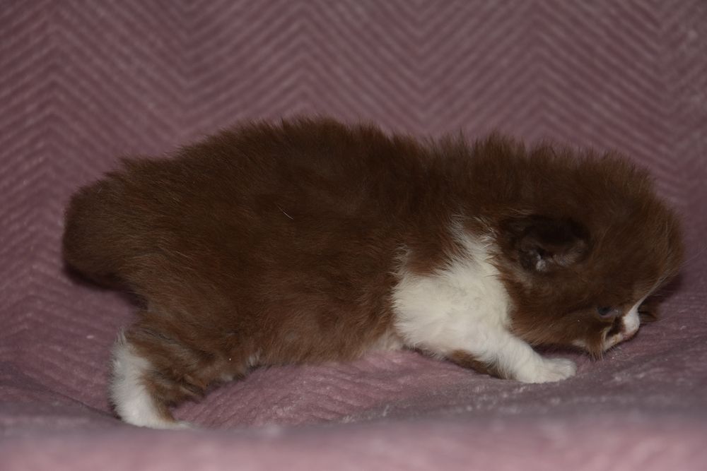 Kotka Brytyjska Długowłosa czekoladowa