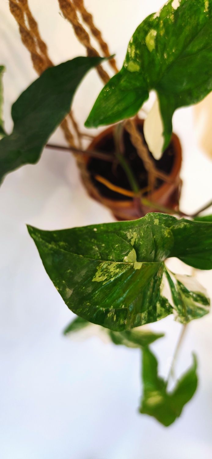Syngonium emerald gem variegata, makrama.