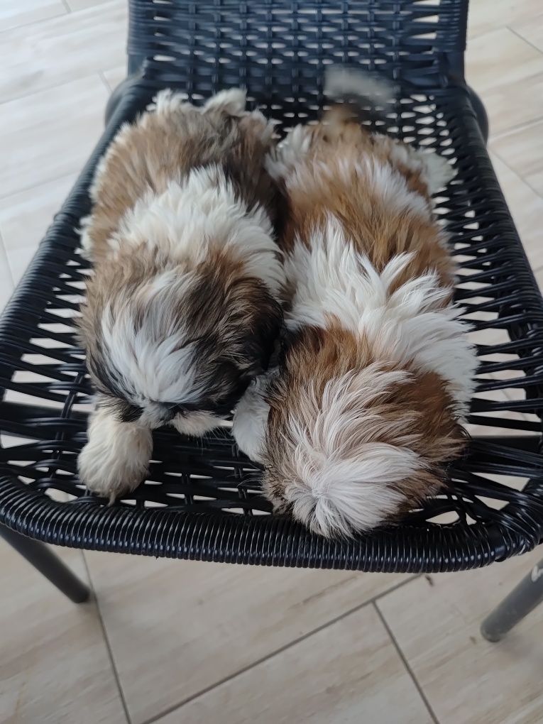 Shih Tzu suczki gotowe do odbioru
