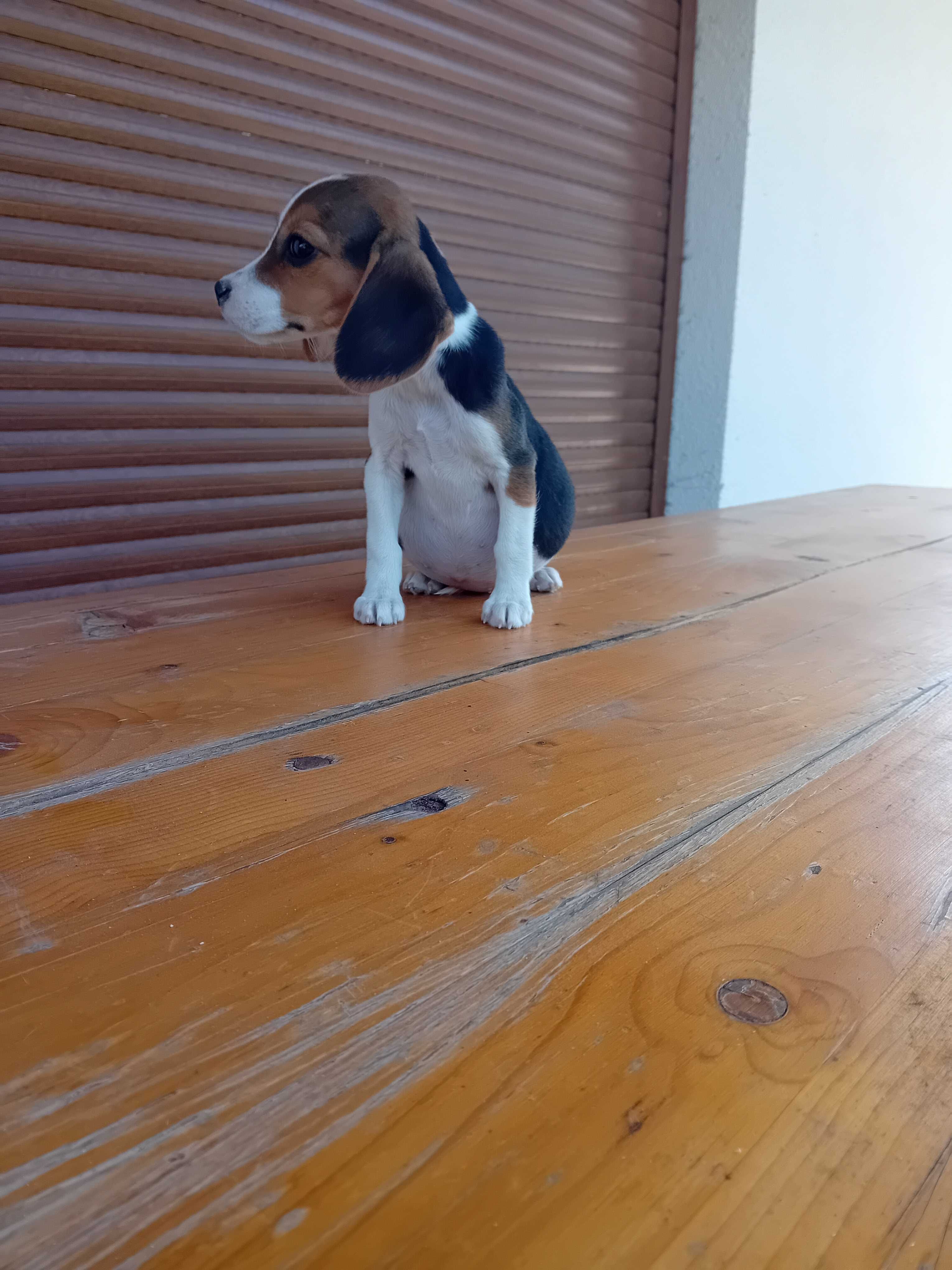 Uma Beagle fêmea