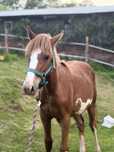 Klaczka 1/2 american paint horse