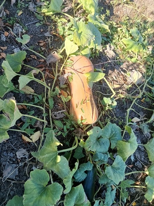 Гарбуз солодкий для їжи