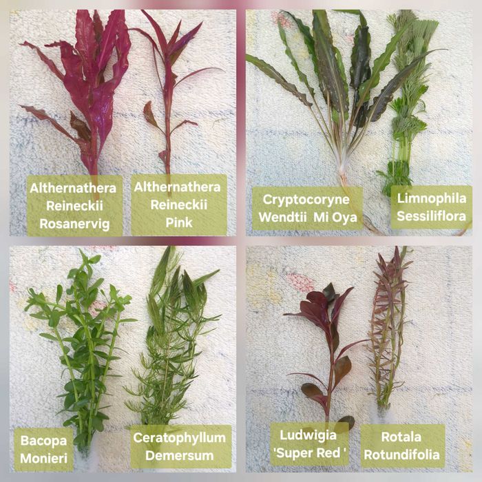 Pack 50 Plantas Aquário Low Tech – 9 Espécies, Fácil Manutenção