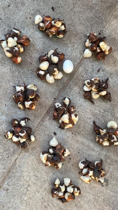 Продам луковиці червоних ʼбархатнихʼ тюльпанів.