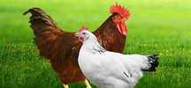 Kury nioski młode z jajkiem z dowozem gratis.Rosa Mesa Leghorn.
